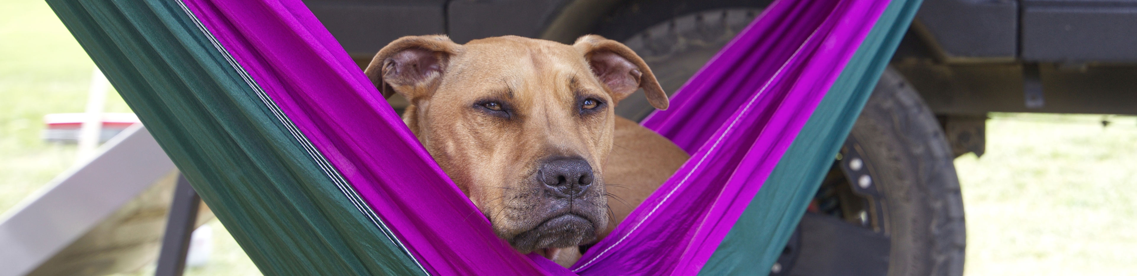 camping with pets dog camping rspca queensland blog